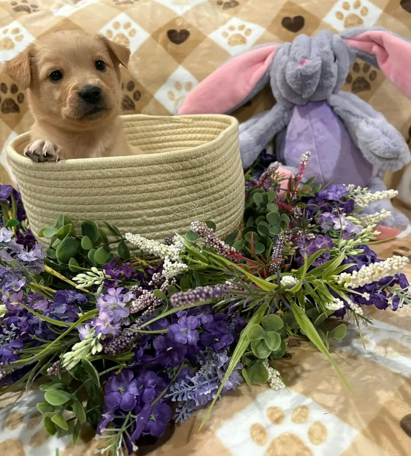 A baby medium-sized female Yellow / Tan / Blond / Fawn Goldendoodle dog named Emerald for adoption in Wedgefield, SC