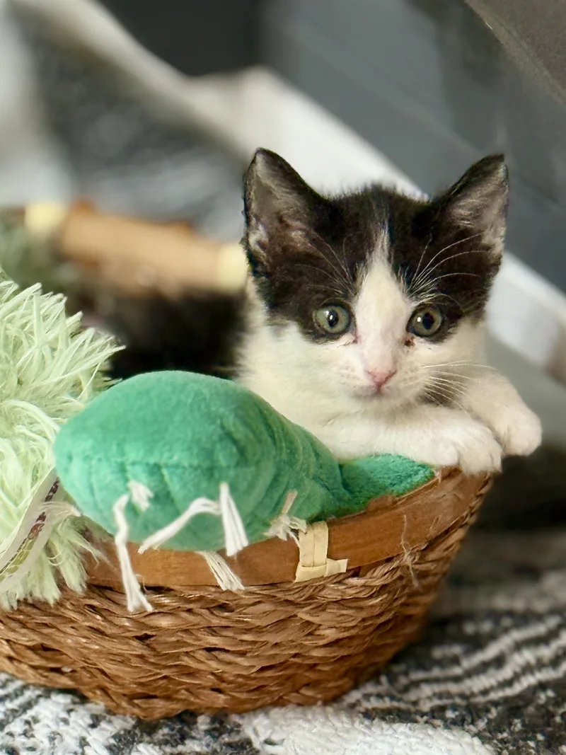 A baby small-sized female Domestic Medium Hair cat named Ro Laron for adoption in Glendale, AZ