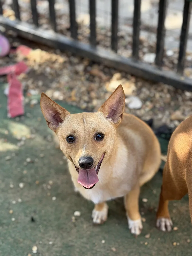 A young small-sized male Rat Terrier dog named Arthos for adoption in Jackson, MS