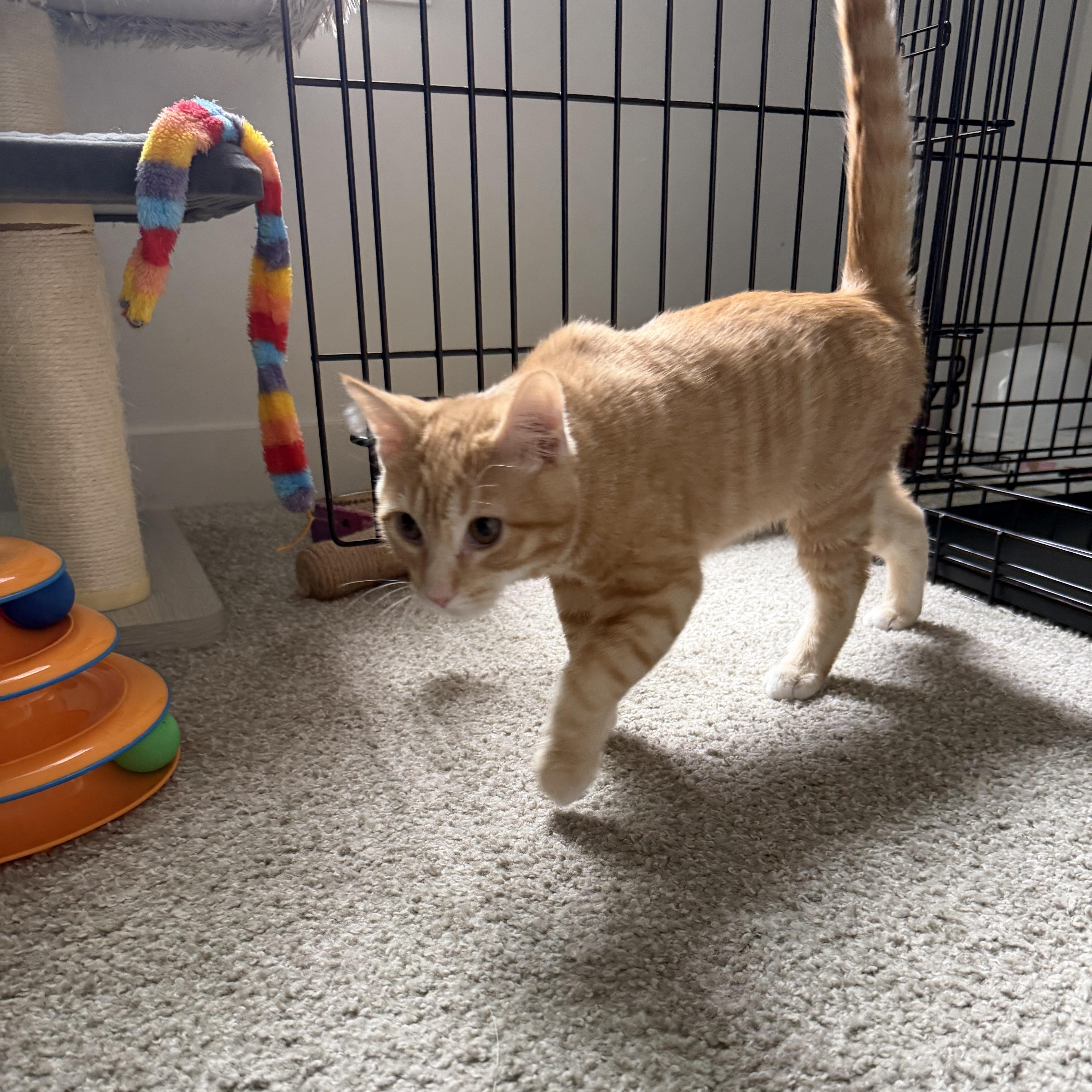 A baby medium-sized male Tabby (Orange / Red) Domestic Short Hair cat named Flotsam and Jetsam for adoption in Midvale, UT