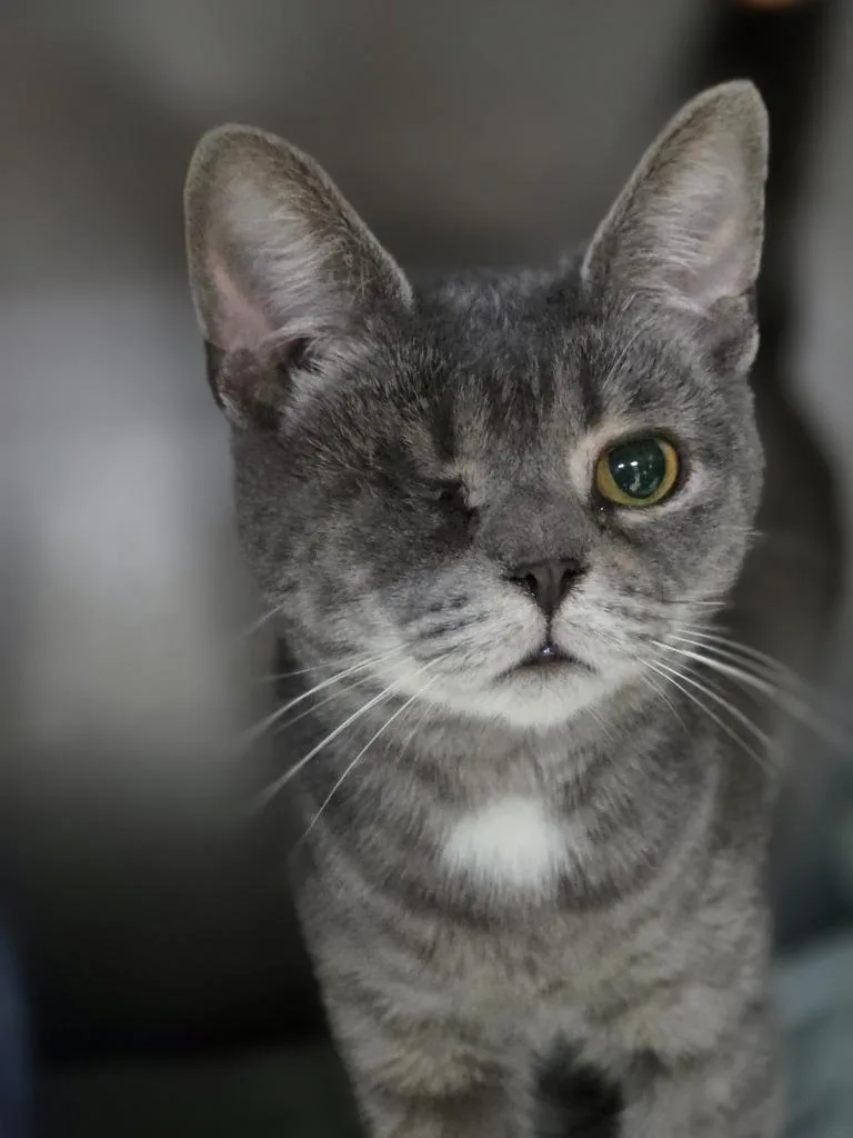 A young medium-sized female Domestic Short Hair cat named Coco for adoption in Huntington, IN