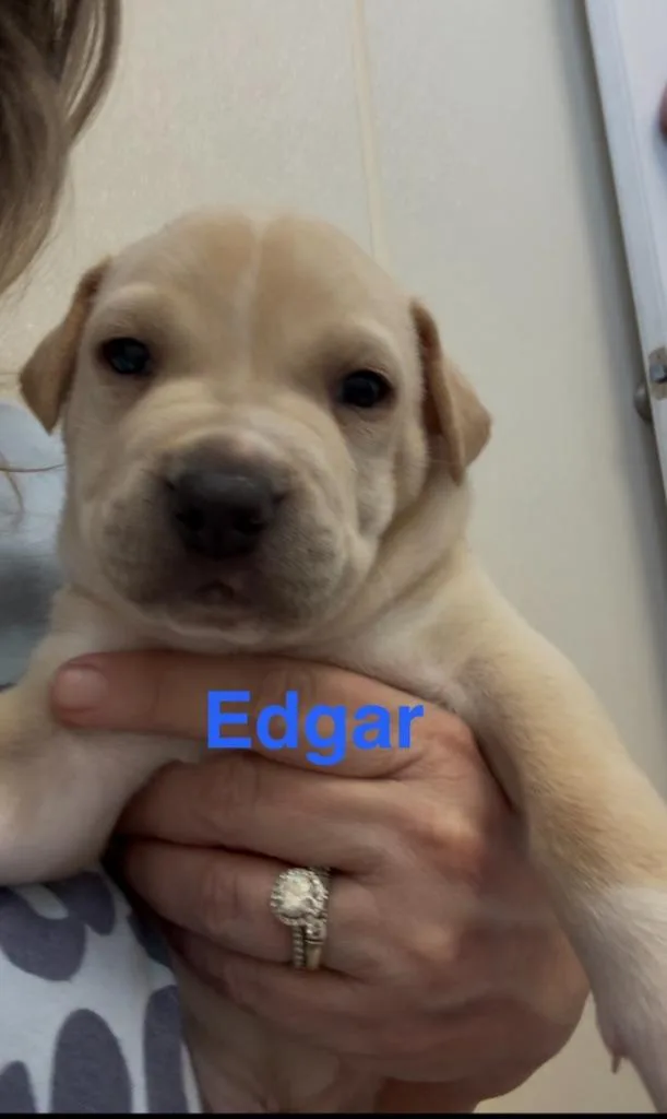 A baby small-sized male Mixed Breed dog named Edgar for adoption in Centralia, IL