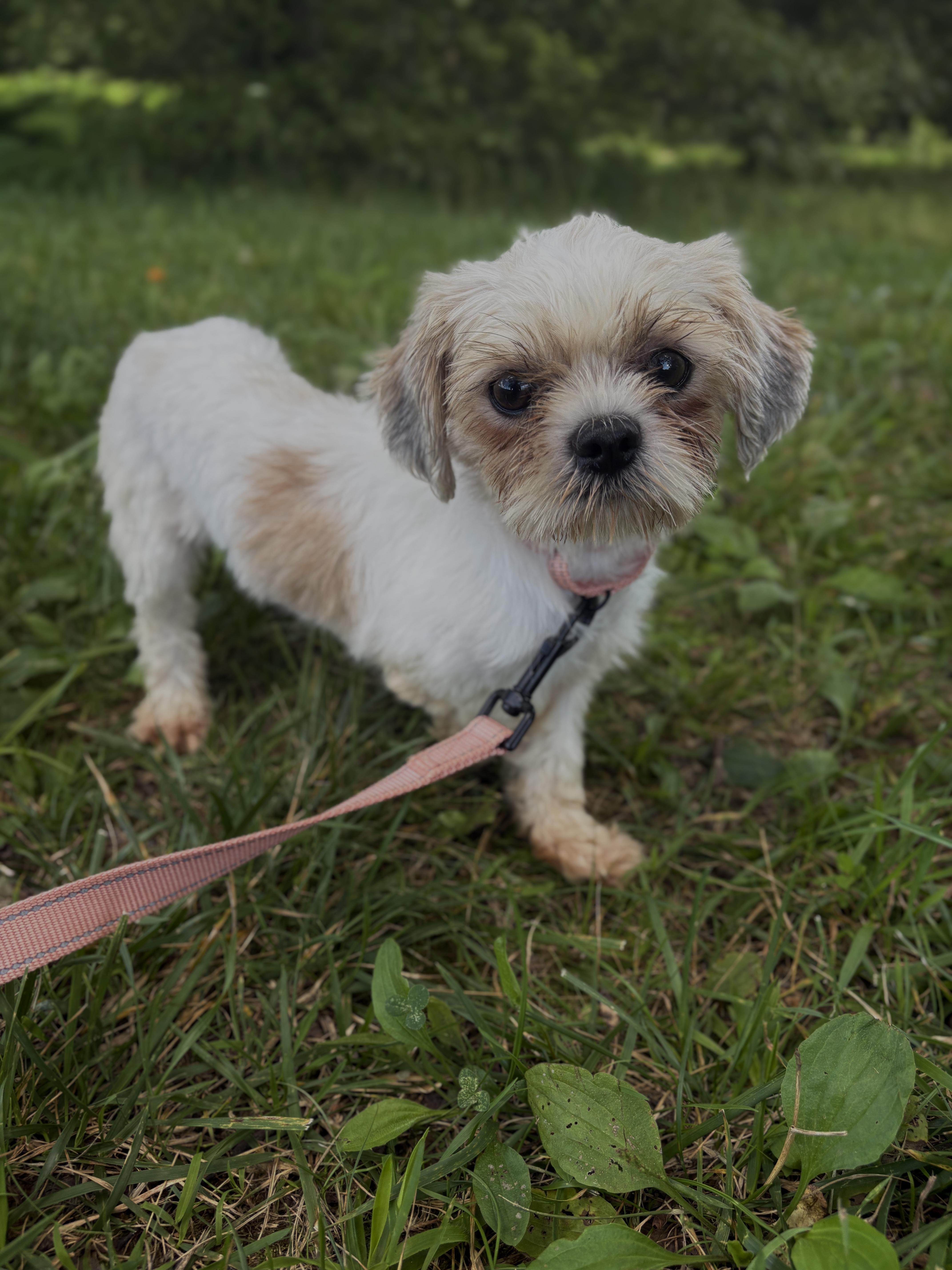 An adult small-sized female Brown / Chocolate Shih Tzu dog named HazelTransport for adoption in Gradyville, KY