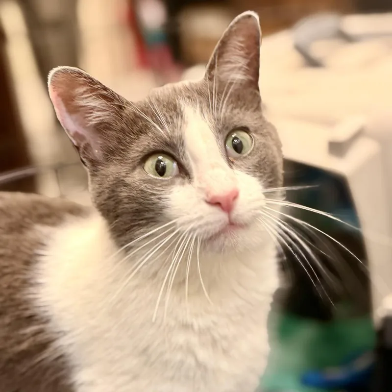 A young medium-sized female White American Shorthair cat named Aloha for adoption in Freeport, FL