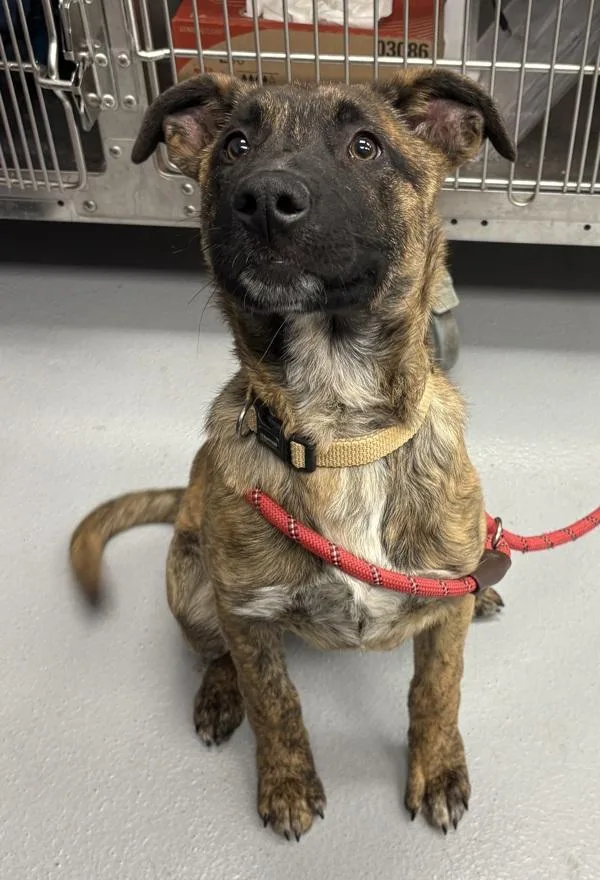 Pen C Bianca thumbnail 2