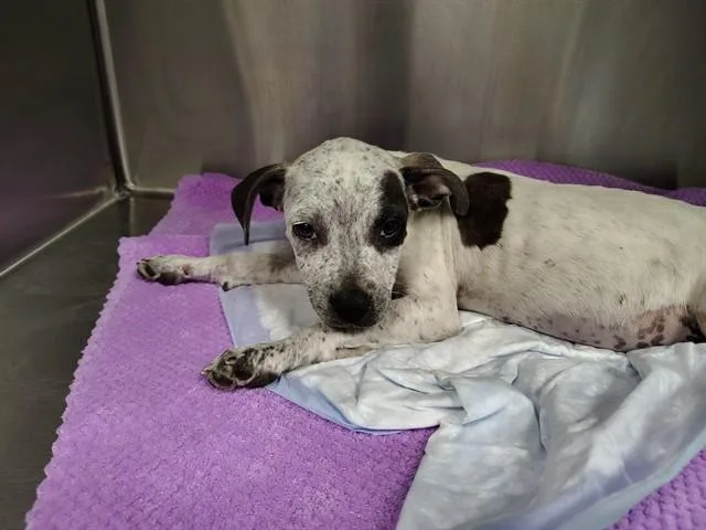 A baby small-sized female Pit Bull Terrier dog named A for adoption in Ocala, FL