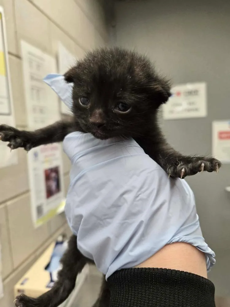 A baby small-sized male Domestic Short Hair cat named Nerds for adoption in Chicago, IL