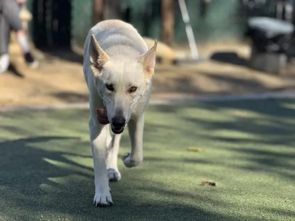 An adult large-sized female Shepherd dog named Iris for adoption in Oceanside, CA