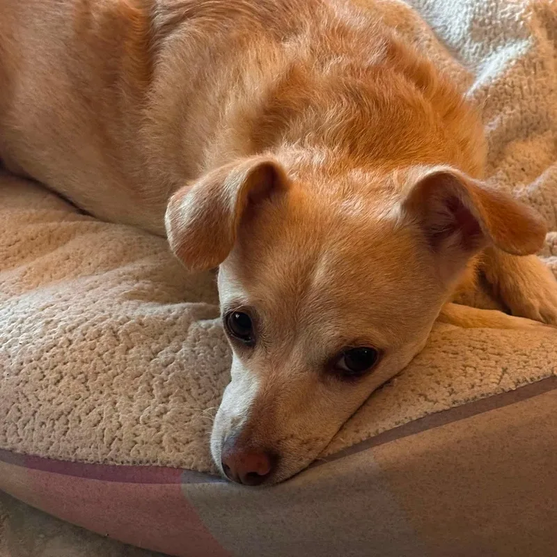 An adult small-sized female Yellow / Tan / Blond / Fawn Chihuahua dog named Benji for adoption in Las Vegas, NV