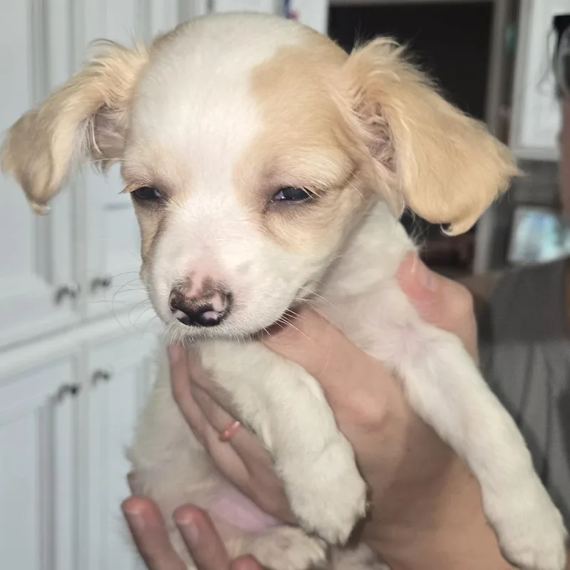 A baby small-sized female White / Cream Chihuahua dog named Ana Beth for adoption in Montgomery, TX