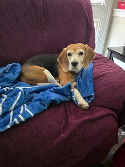 An adult small-sized female Tricolor (Brown, Black, & White) Beagle dog named Raisin for adoption in Downers Grove, IL