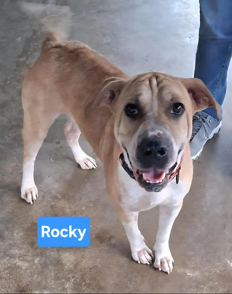 An adult medium-sized male Yellow / Tan / Blond / Fawn Shepherd dog named Rocky for adoption in Clinton, MO