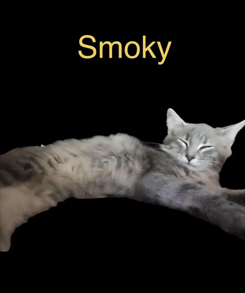 A baby small-sized male Domestic Long Hair cat named Smoky for adoption in Herculaneum, MO
