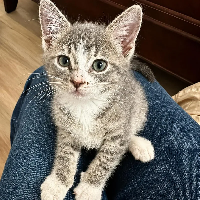 A baby small-sized male Gray / Blue / Silver Domestic Short Hair cat named Adams for adoption in Houston, TX