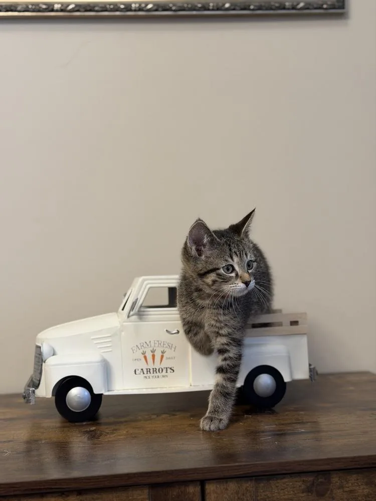 A baby small-sized male Domestic Short Hair cat named Bellini for adoption in Wheaton, IL
