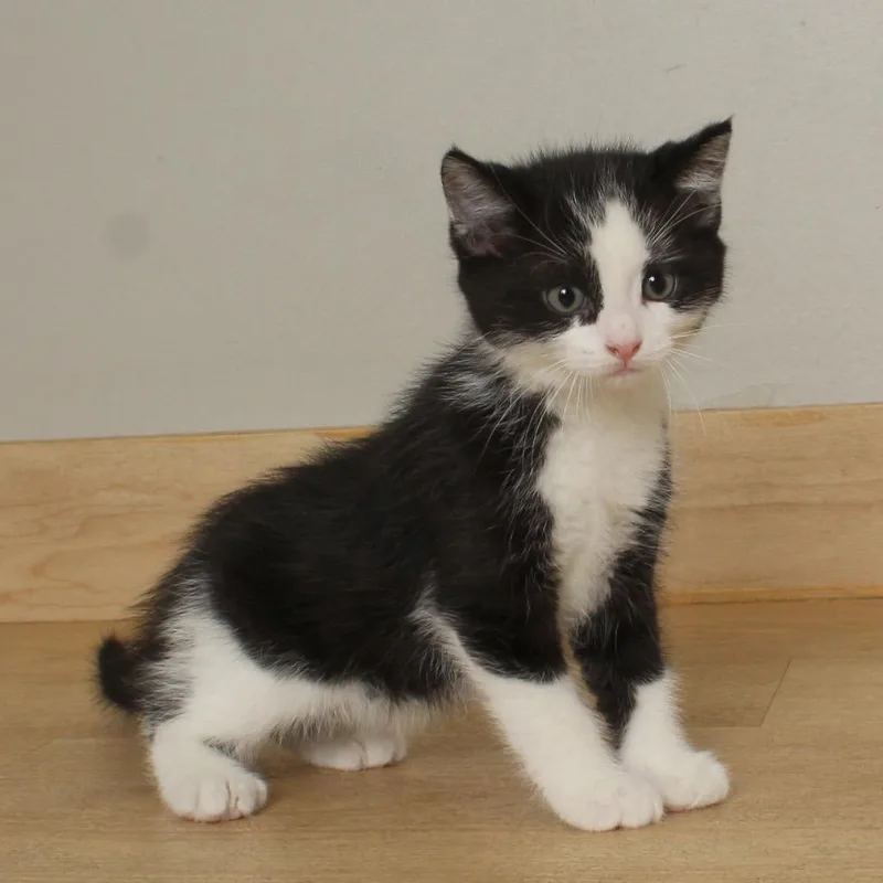 A baby small-sized male Black Domestic Medium Hair cat named Pesto C for adoption in Minnetonka, MN