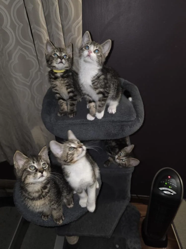 A baby small-sized male Domestic Medium Hair cat named Dean Winchester for adoption in Hudson, NH