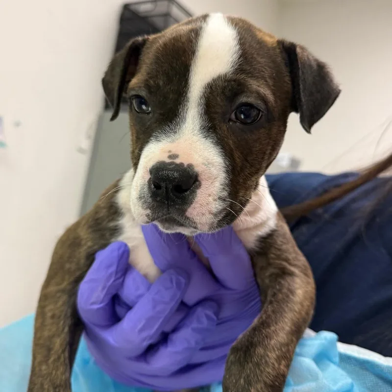 A baby small-sized female Brindle Mixed Breed dog named Waffle Cone for adoption in Charleston, WV