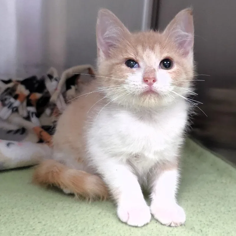 A baby small-sized male Buff / Tan / Fawn Domestic Short Hair cat named Snapper for adoption in Michigan City, IN