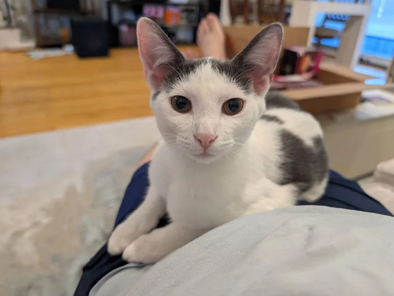 Maisie Moon thumbnail 2