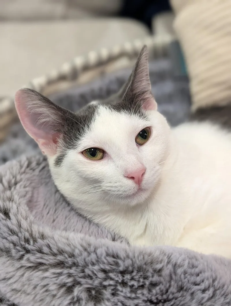 Maisie Moon thumbnail 3