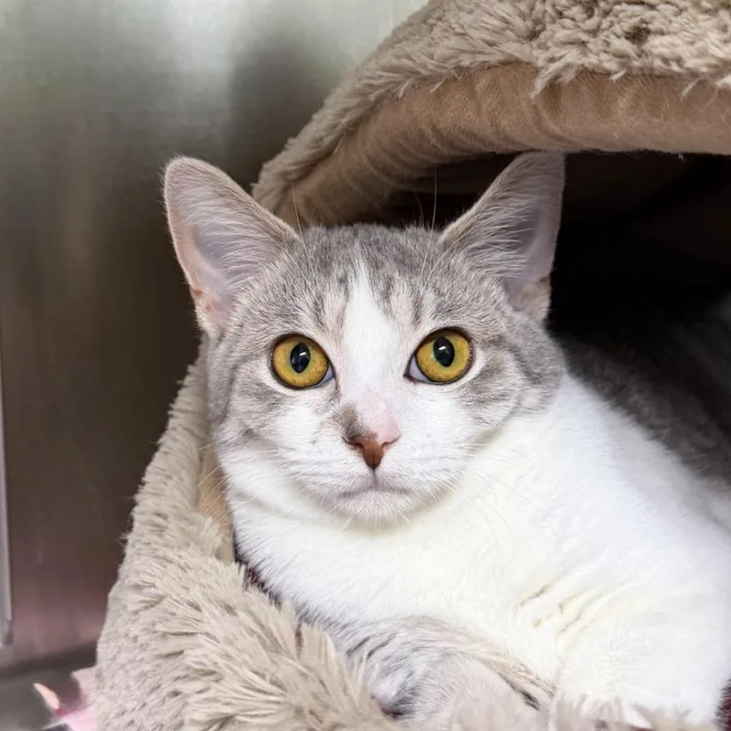 A baby medium-sized female Domestic Short Hair cat named Vespera for adoption in State College, PA