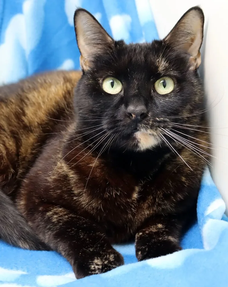 An adult medium-sized female Tortoiseshell Domestic Short Hair cat named Baby for adoption in Tierra Verde, FL