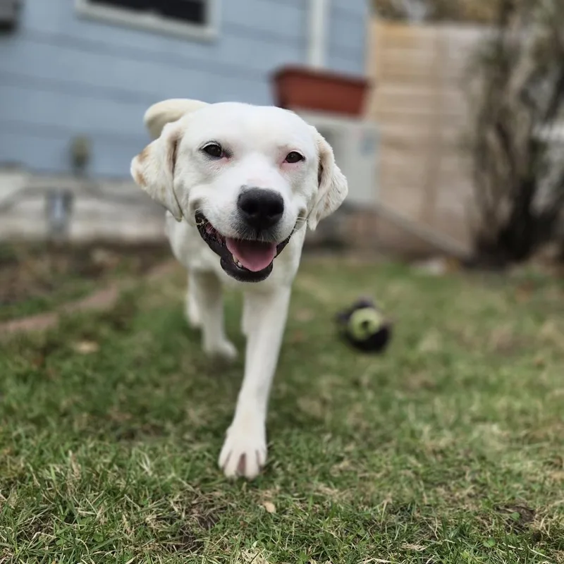 Lyra Deaf D thumbnail 2