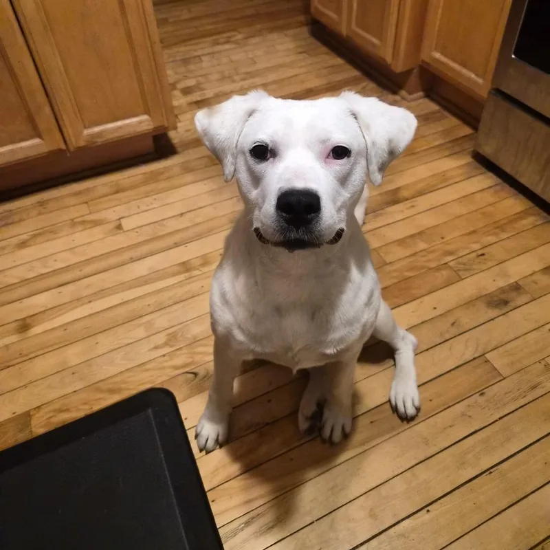 Lyra Deaf D thumbnail 3