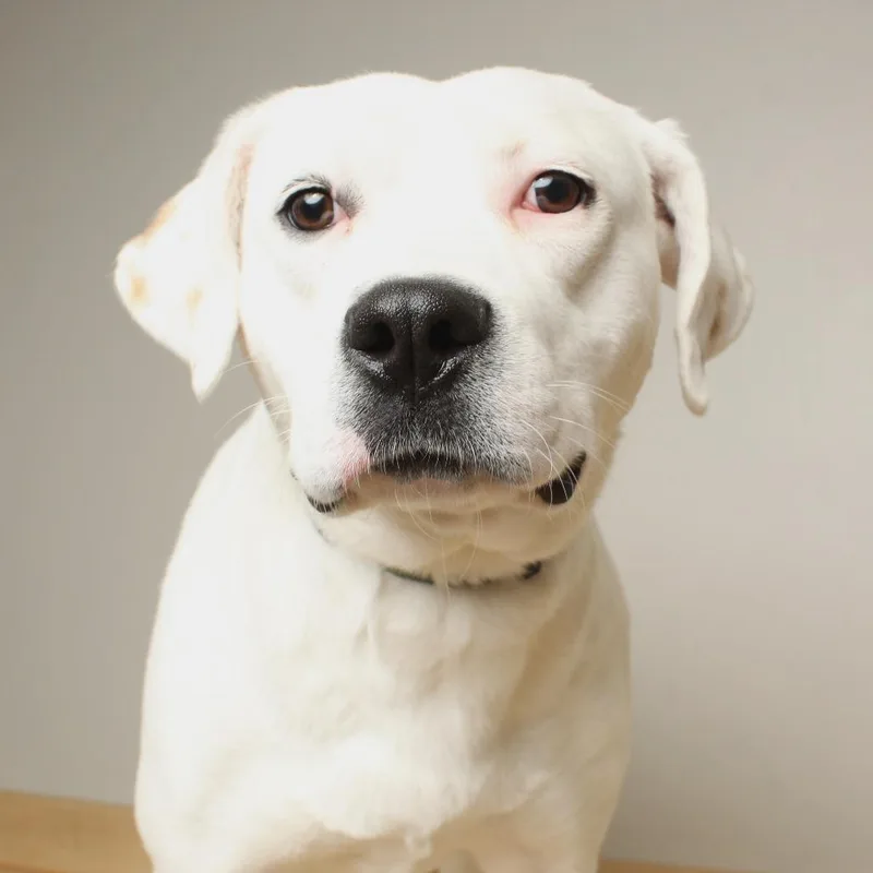 Lyra Deaf D thumbnail 5