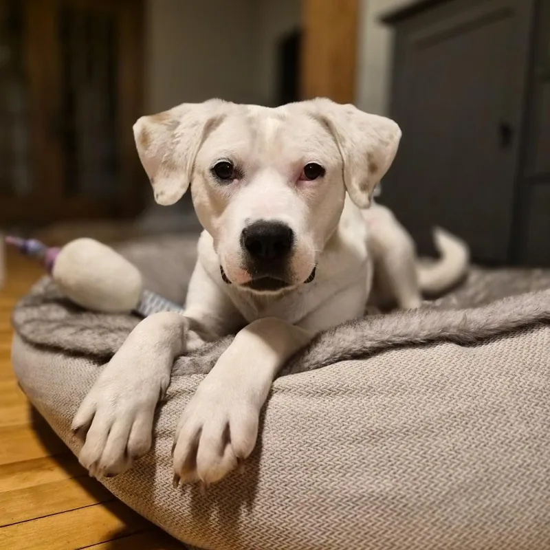 Lyra Deaf D thumbnail 6