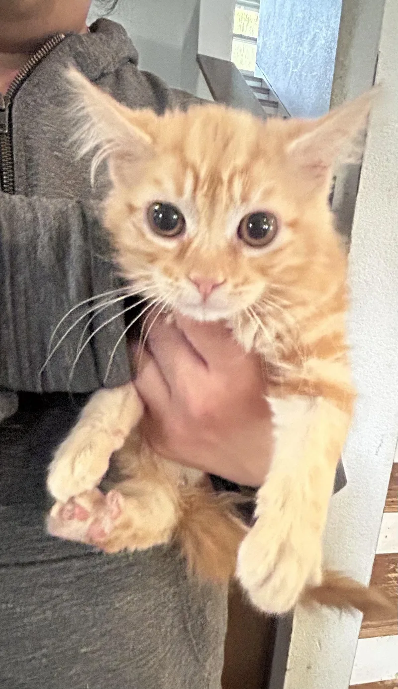A baby large-sized female Orange / Red Domestic Long Hair cat named Apple Napa Petco for adoption in Napa, CA