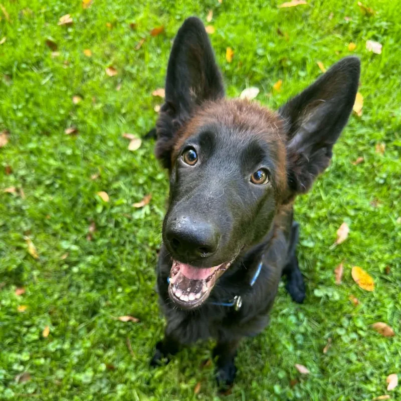 Flynn