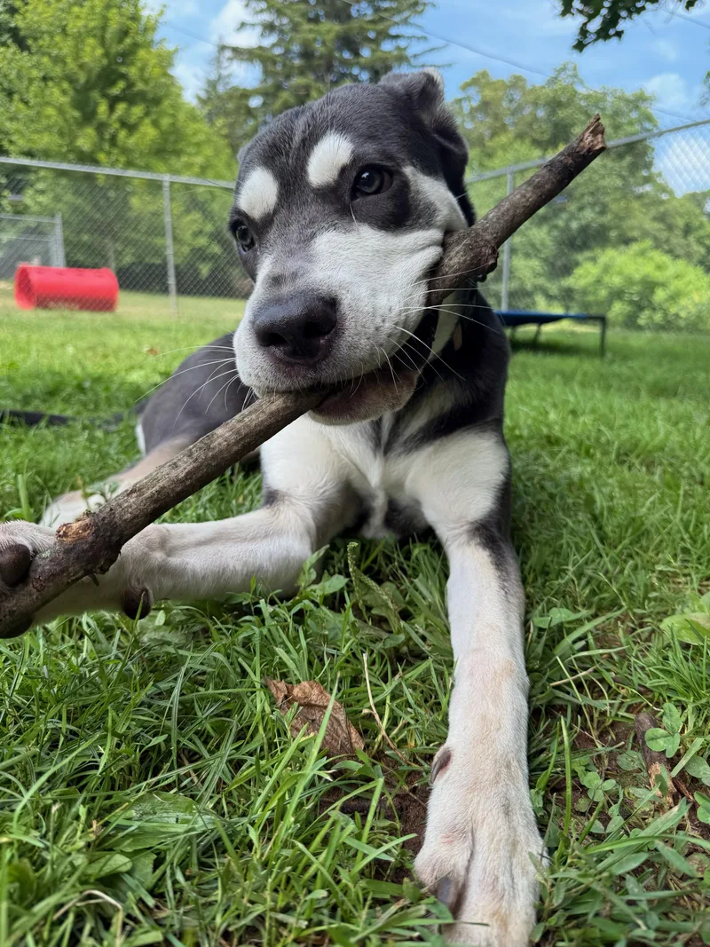 A baby medium-sized female Gray / Blue / Silver German Shepherd Dog dog named Athena for adoption in North Haven, CT
