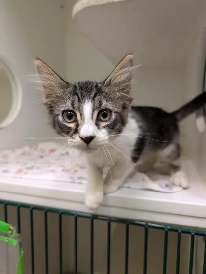 An adult small-sized male Domestic Short Hair cat named Chase for adoption in Mansfield, TX