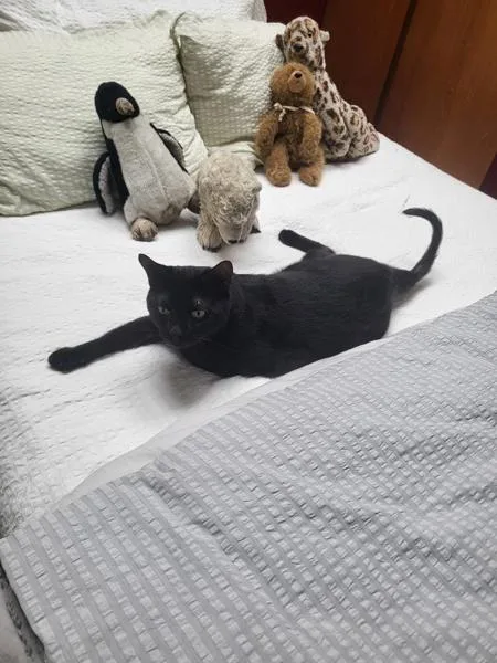 An adult large-sized male Domestic Short Hair cat named Leonardo for adoption in New York, NY