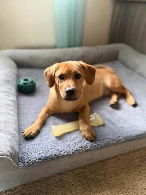 A baby small-sized male Labrador Retriever dog named Luigi for adoption in Millersville, MD