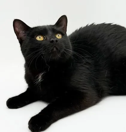 An adult small-sized male Domestic Short Hair cat named Roger for adoption in Bowling Green, KY