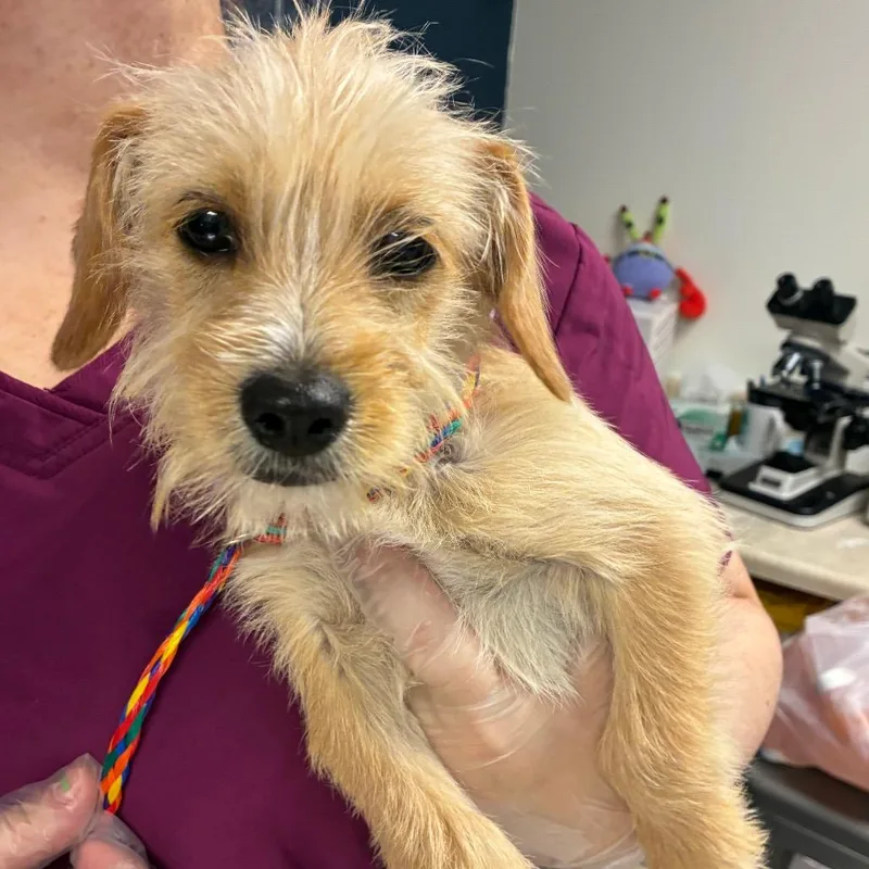 A baby small-sized male Yellow / Tan / Blond / Fawn Wirehaired Terrier dog named Dash for adoption in Newark, NJ