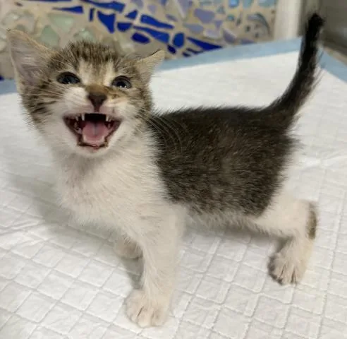 A baby small-sized male Domestic Short Hair cat named Charlie for adoption in Pensacola, FL