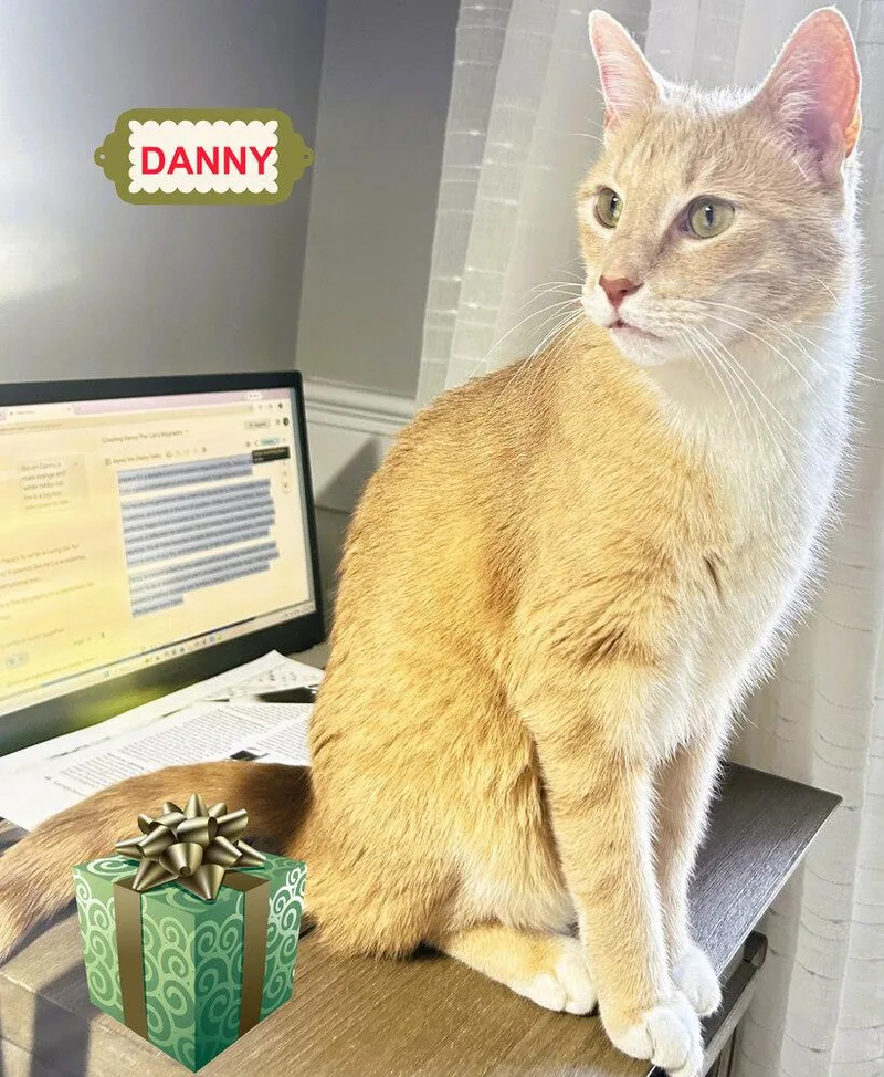 An adult large-sized male Domestic Short Hair cat named Danny for adoption in Mooresville, NC