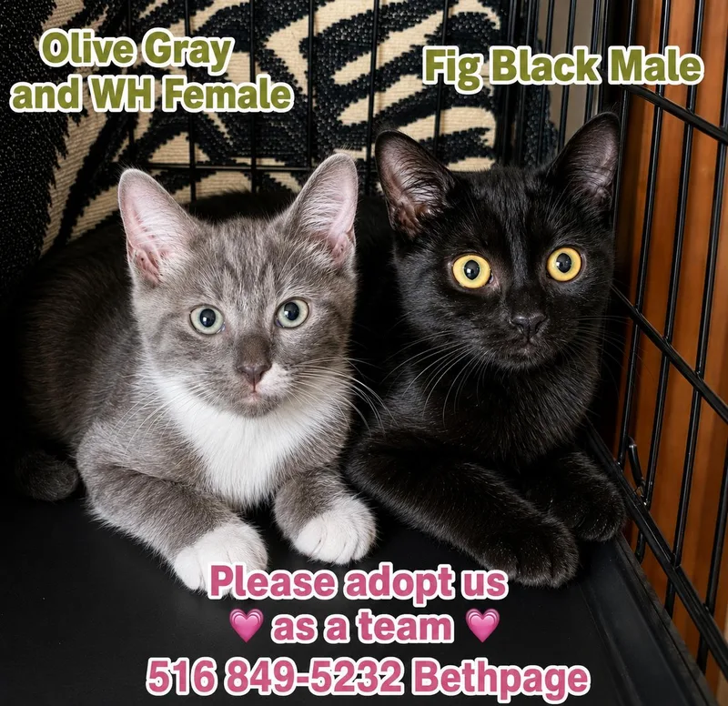 A young medium-sized female Gray & White Domestic Short Hair cat named Olive for adoption in Bethpage, NY