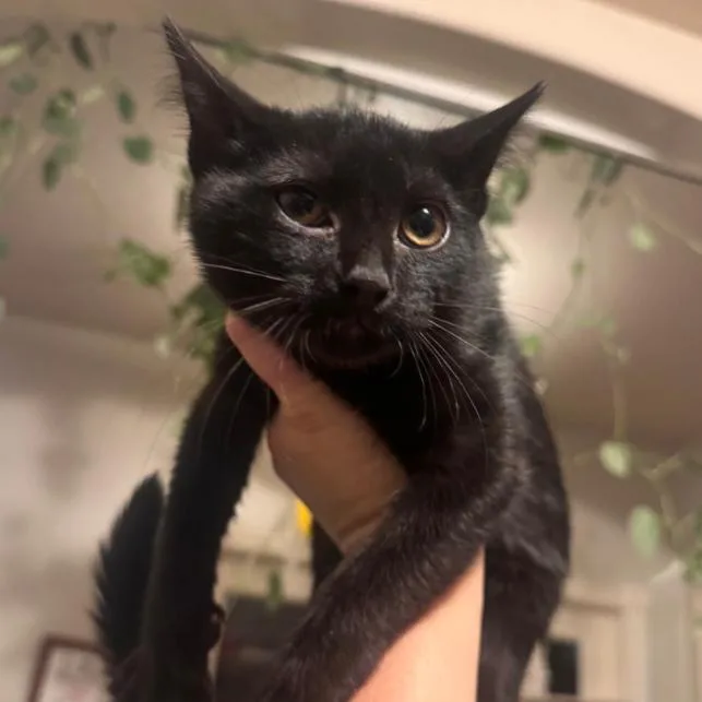 A baby small-sized male Black Domestic Short Hair cat named Wasabi for adoption in Layton, UT