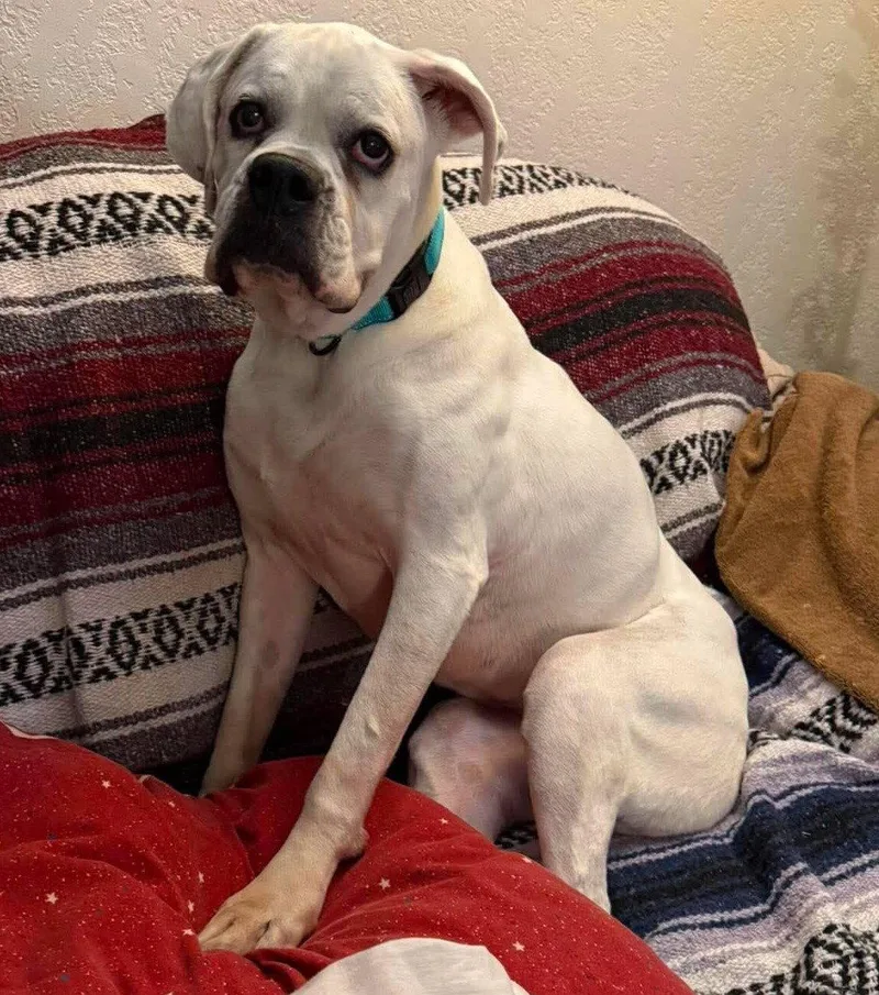 An adult large-sized female Boxer dog named Alfa for adoption in Shakopee, MN