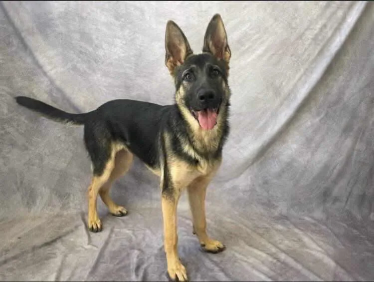 A young medium-sized female German Shepherd Dog dog named Juna for adoption in Pleasant Grove, CA