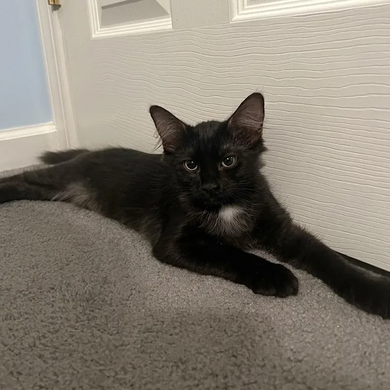 A baby small-sized female Black Domestic Medium Hair cat named Blythe for adoption in Richmond, VA