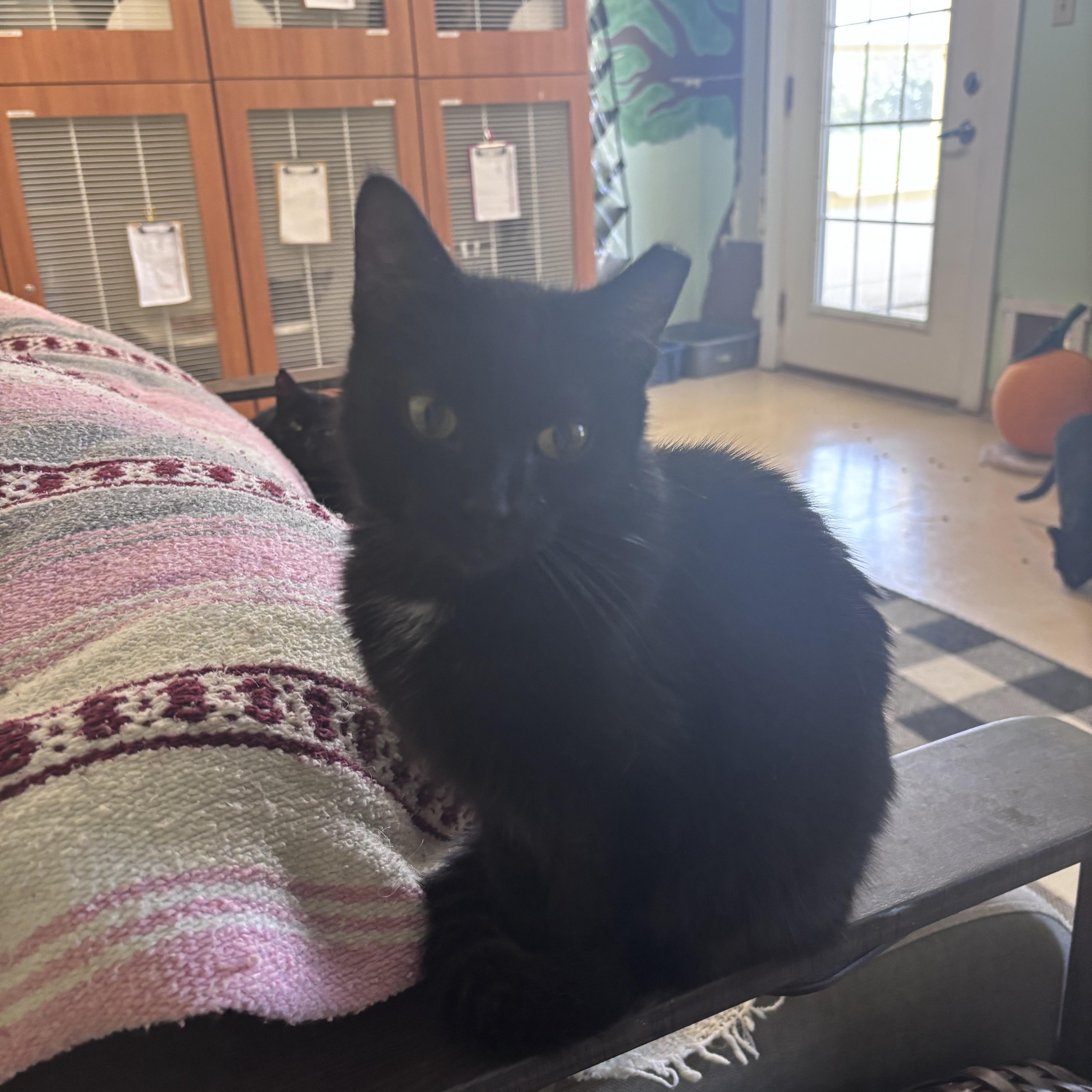 A young medium-sized female Black Domestic Short Hair cat named Sabrina for adoption in Franklin, IN