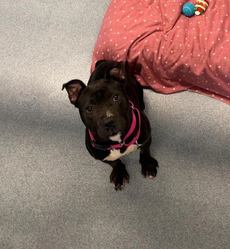 A young medium-sized female Mixed Breed dog named Zelda for adoption in Hyde Park, NY
