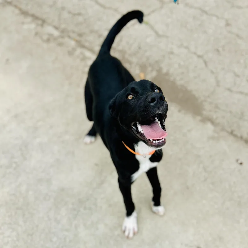 A baby large-sized male Black Black Labrador Retriever dog named Winston for adoption in Seguin, TX
