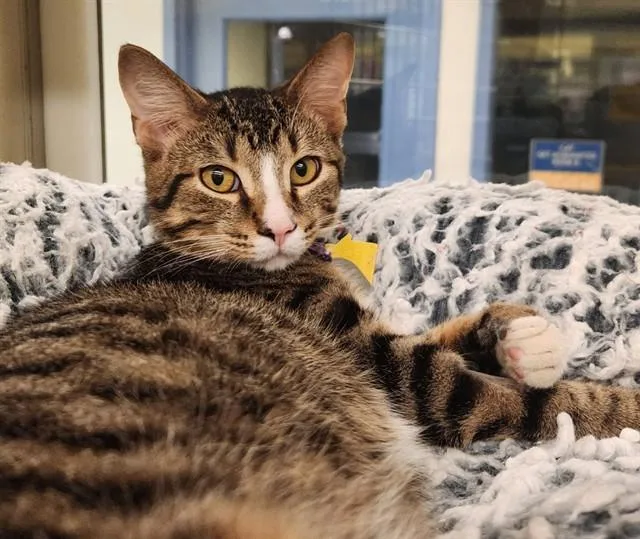 A young small-sized male Domestic Short Hair cat named Shrimp for adoption in St. Louis, MO